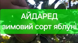 Айдаред - чудовий зимовий сорт яблуні