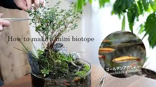 【ゴールデンアカヒレの暮らす】 根上りハクチョウゲのミニビオトープNo.215