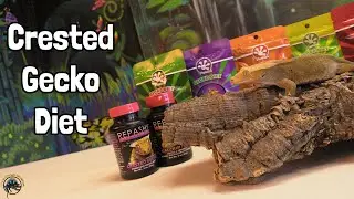 What Should I Feed My Pet Crested Gecko? 🍌🤔 A Crested Gecko Diet Guide!