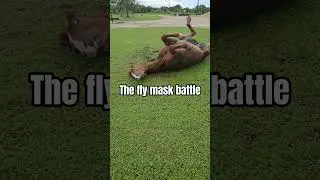 The fly mask battle #horse #horses #flymask #horsecare #farm #gelding