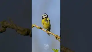 Cute Blue Tit Singing On A Spring Morning #birds