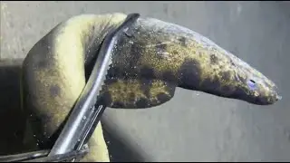 [LIVE NOW]🔴Real-Time Crab Catching Underwater, Non-Stop1230