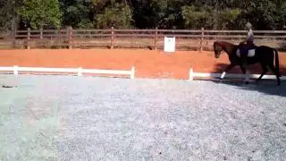Crow's Ear Farm-Model American 3