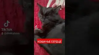 Кошачье сердце. #смешноевидео #котики