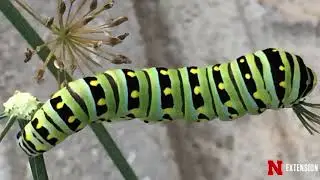 Caterpillar ID