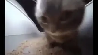 &Ccedil;İPİ &Ccedil;İPİ &Ccedil;APA &Ccedil;APA KEDİ /chipi chipi chapa chapa cat #shorts
