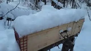Marten on the remote snowmobile trapline