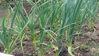 Insecticid natural pentru viermii la ceapa , Cu ce se stropeste ceapa pentru vierme la radacina