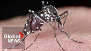 Locally transmitted malaria cases reported in US for 1st time in 2 decades
