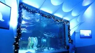 20141130 to 1206 SANTA'S IN A SHARK TANK!