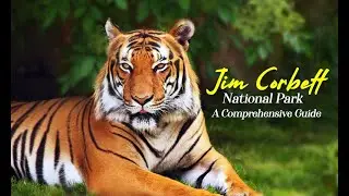 Tiger Glimpse Just Missed at Jim Corbett Park @Nainital #viral #shorts