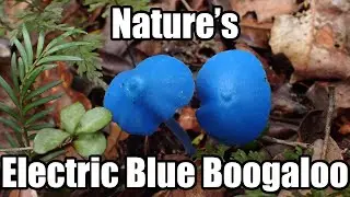 Nature&rsquo;s Neon: The Electric Blue Mushroom of New Zealand (Entoloma hochstetteri)
