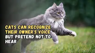 Cats Can Recognize Their Owner's Voice, But Pretend Not to Hear