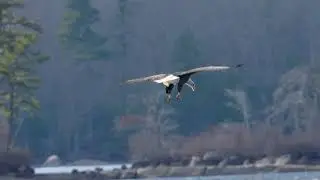 The Eagle has Landed