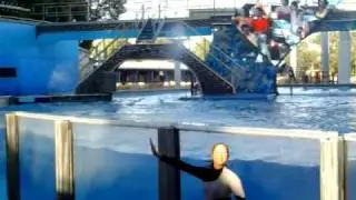 Seaworld Shamu