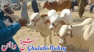 Ghulabi Maal for scarifice 2025 In Sheikhwan Cow Mandi|