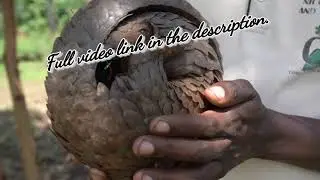 Pangolins | Shorts | Scaly Anteaters | Endangered | Asia | Africa | Sahara