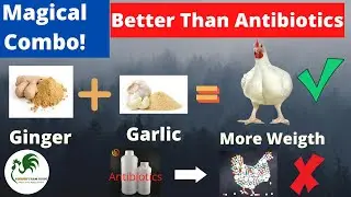 How To Use Garlic And Ginger Supplement For Broiler Weight Gain: As Alternative To Antibiotics