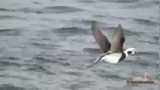 Old Squaw  Long Tailed Duck