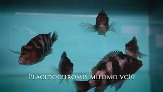 Integral Aquatics Placidochromis Milomo Vc10