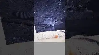 Took some raccoon pictures in Stanley Park#shorts#wildlife#raccoon#vancouver#stanleypark#travel