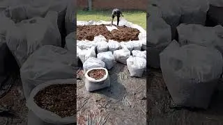 Button mushroom 🍄 Spawning Bag Filling @Mritunjay Rai