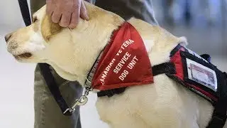 Service dogs help veterans living with PTSD