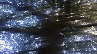 Turkey Oak - trunk & branches in dappled sunlight - October 2018