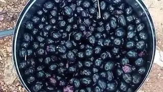 Naval Palam || Jamun Fruits || நாவல் பழம் #Naturaltrip