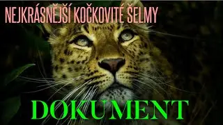 Nejkr&aacute;sněj&scaron;&iacute; kočkovit&eacute; &scaron;elmy - DOKUMENT 2015