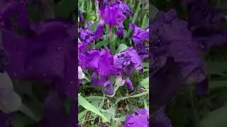 Июнь виртуозно играет на скрипке Рапсодию солнца, цветов и дождей&hellip; #nature #plants #artist