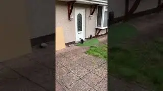 CATS CAN TALK!😮 #shorts #cat #funny #memes #postmanpat #omg #comedy #cute#fyp #pets #youtube #dog