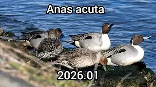 オナガガモ (Anas acuta) / Northern pintail / 公園のカモ 江戸川放水路 / 2025年1月