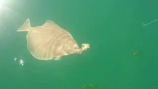 Scholle Angeln vom Boot aus Spodsbjerg Langeland Mai 2018