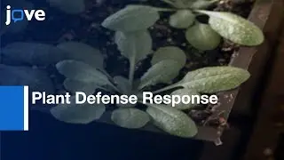 Bacterial Leaf Infiltration Assay to study Plant Defense Responses | Protocol Preview