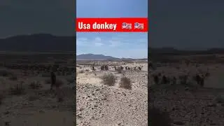2 numbri america donkey wale #short #viralshort #youtubeviral