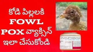 FOWL POX Vaccine ఈ విధంగా చేసుకోండి
