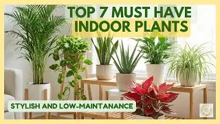 Top 7 Indoor Plants for your living room Beginner Friendly and Air-Purifying