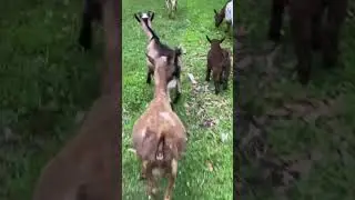 Little Buck #goat #buckling #viral #farmlifebestlife #nature #animal #homestead