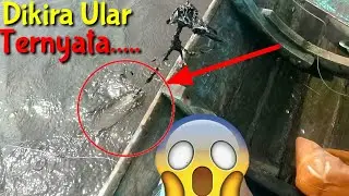 Mancing Belut besar - menangkap belut di sungai