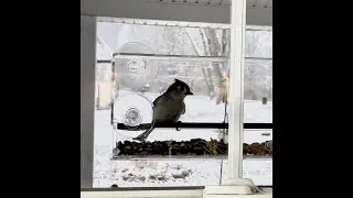 Nature&rsquo;s Envoy up close and personal WINDOW Bird Feeder 🦅🔍 link in bio #amazon #birds