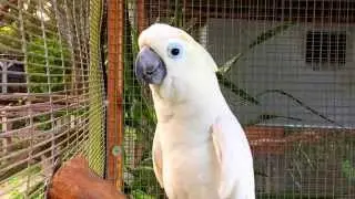 Cockatoo Parrot Talking, Waving, Dancing, & Singing - Bird Gardens of Naples