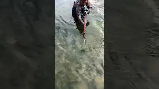 Forgotten Fishing Technique That Catches Fish Like Magic #fish #carp #viral
