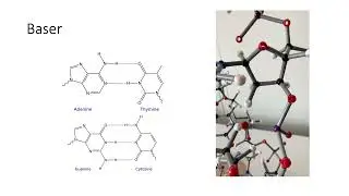 DNA