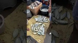 Live fishes at Vizag fishing harbour #vizag #fishing #harbour