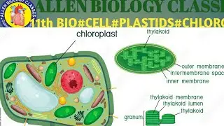 #CELL#CYTOLOGY#Chap-8#PLASTIDS#LEUCOPLAST, CHROMOLPAST & CHLOROPLAST#NEET#AG-2023#L-14
