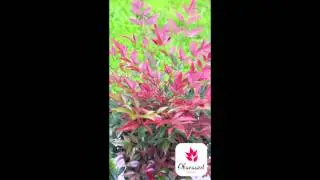 Nandina Obsessed