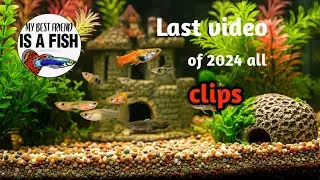 2024 all video clips  guppy fish