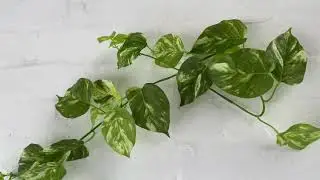Artificial Marble Pothos Garland
