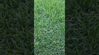 Plant Jokes Till 800 Subs Day #5